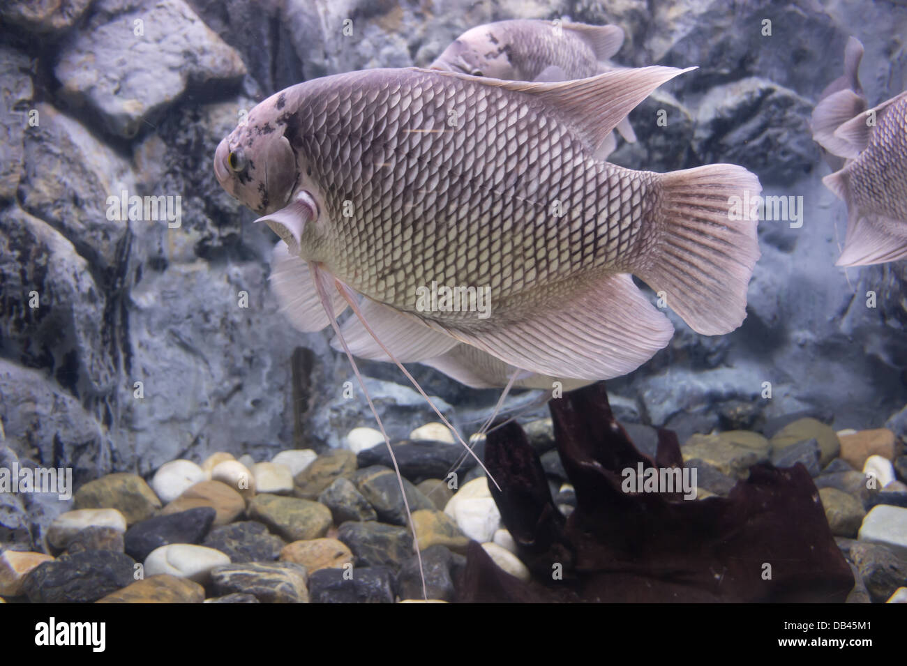 Die riesige Gourami Fische in einem Aquarium. Stockfoto