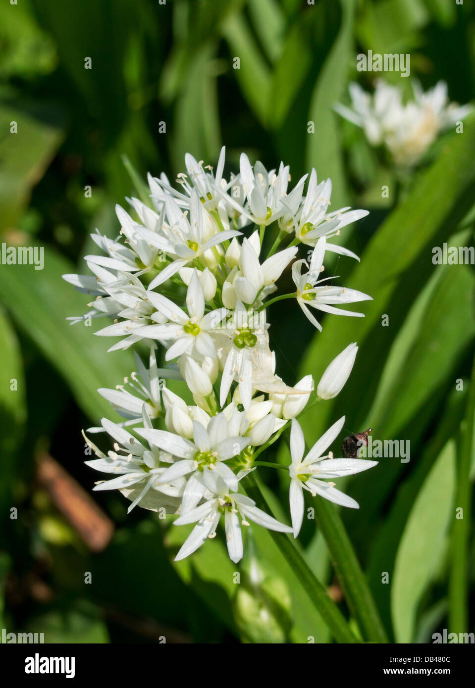 Nahaufnahme von Allium Ursinum, auch bekannt als Bärlauch, Stoffen, Bärlauch oder Holz Knoblauch Stockfoto