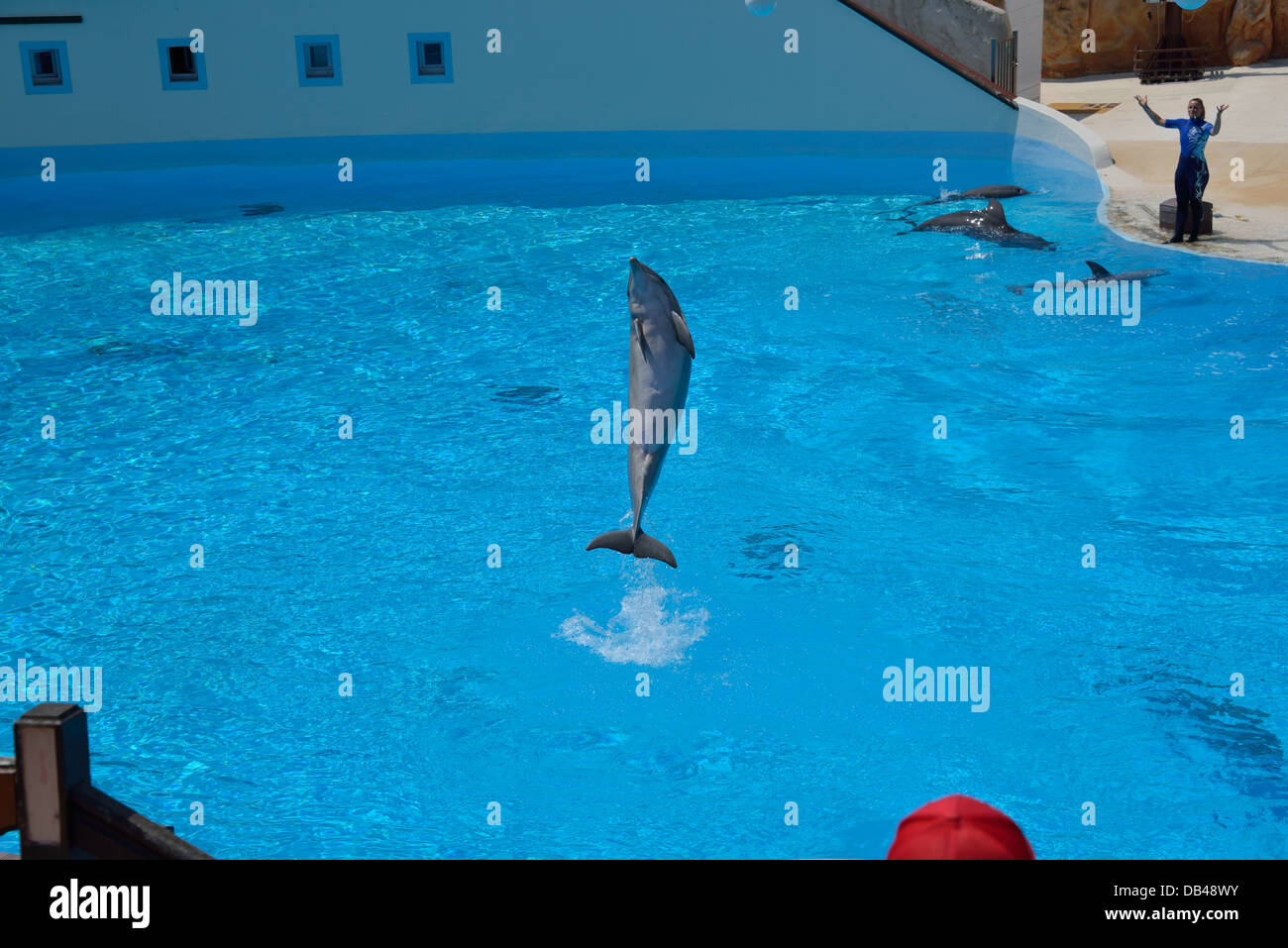 Die Delfin-Show im Parc Asterix Stockfoto