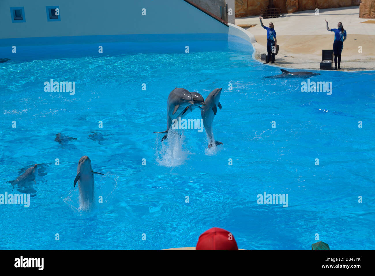 Die Delfin-Show im Parc Asterix Stockfoto