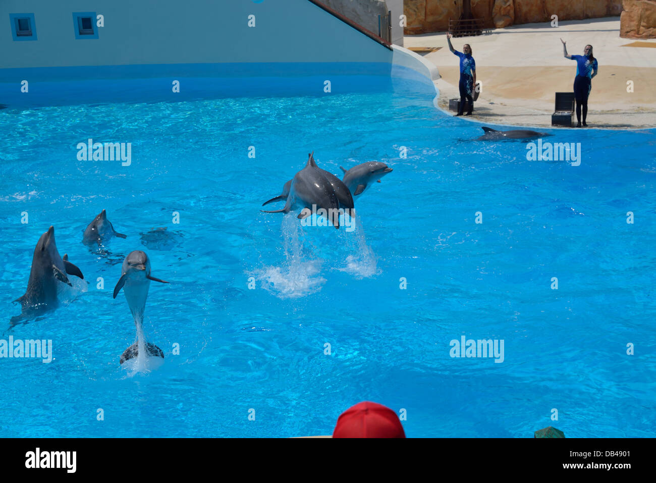 Die Delfin-Show im Parc Asterix Stockfoto