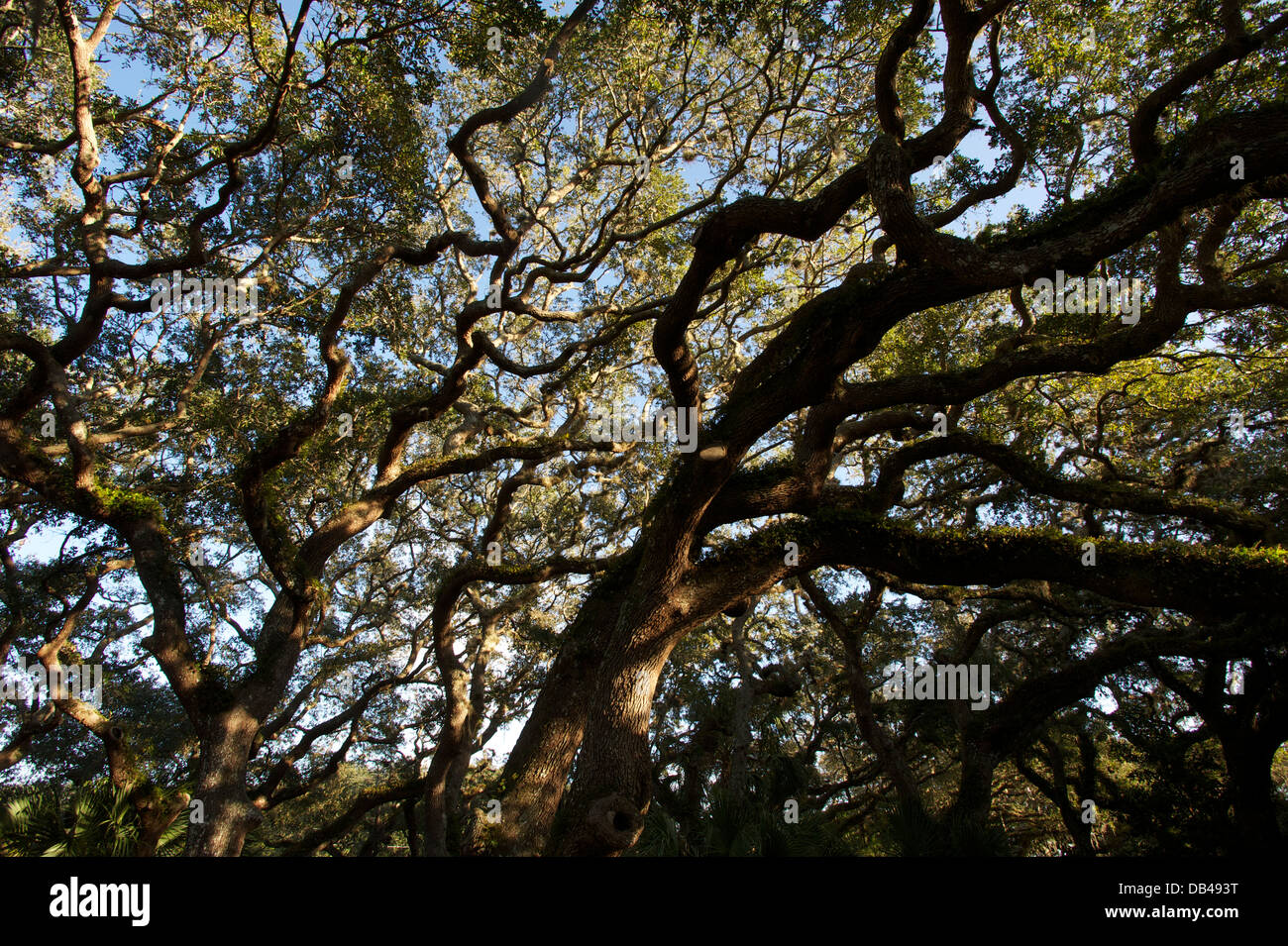 Eichen, St. Augustine, Florida, USA Stockfoto