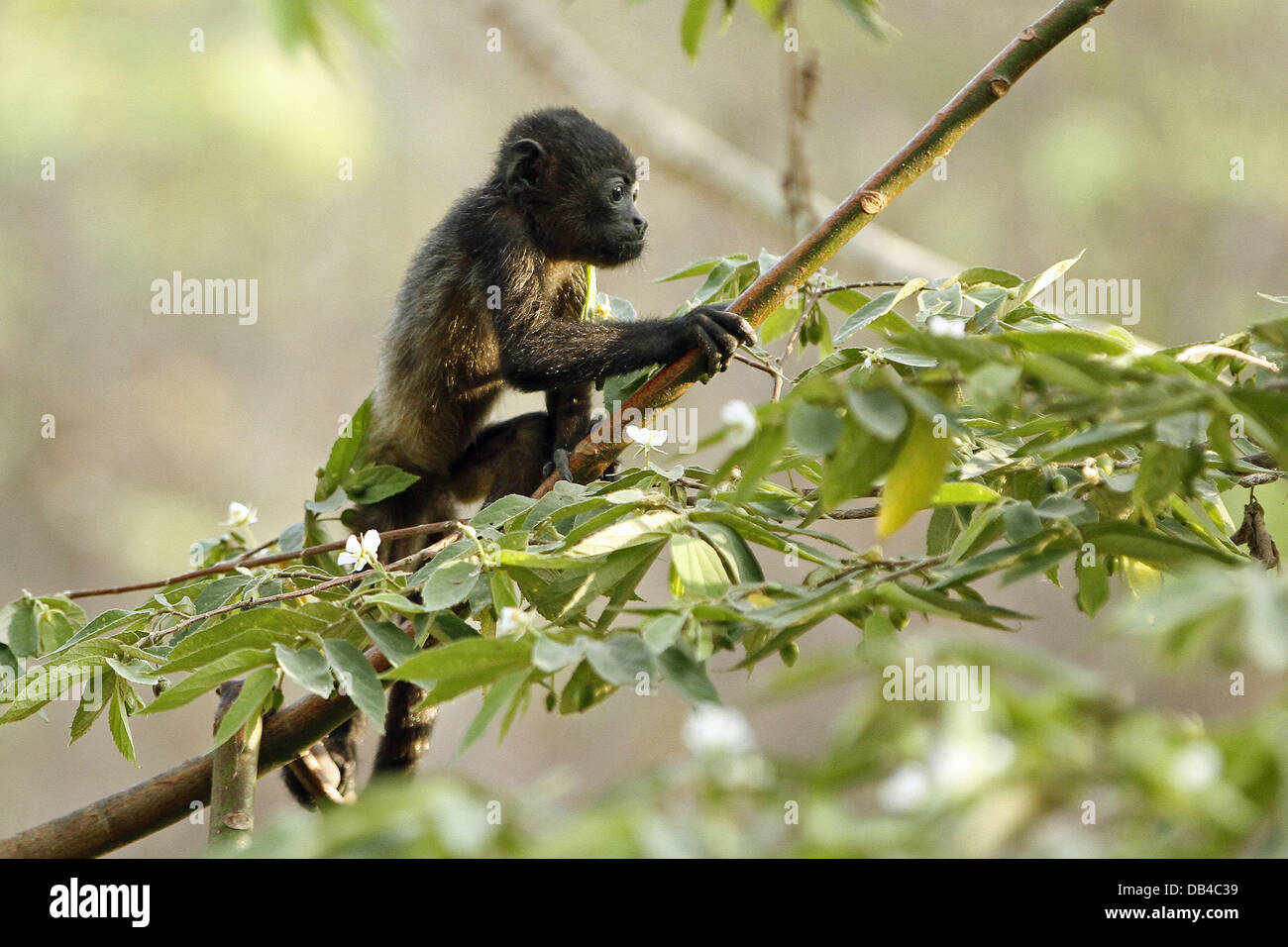 9. April 2013 - Santa Teresa, Costa Rica - Brüllaffen auf der Nicoya Halbinsel, Santa Teresa, Costa Rica (Kredit-Bild: © Engel Chevrestt/ZUMAPRESS.com) Stockfoto