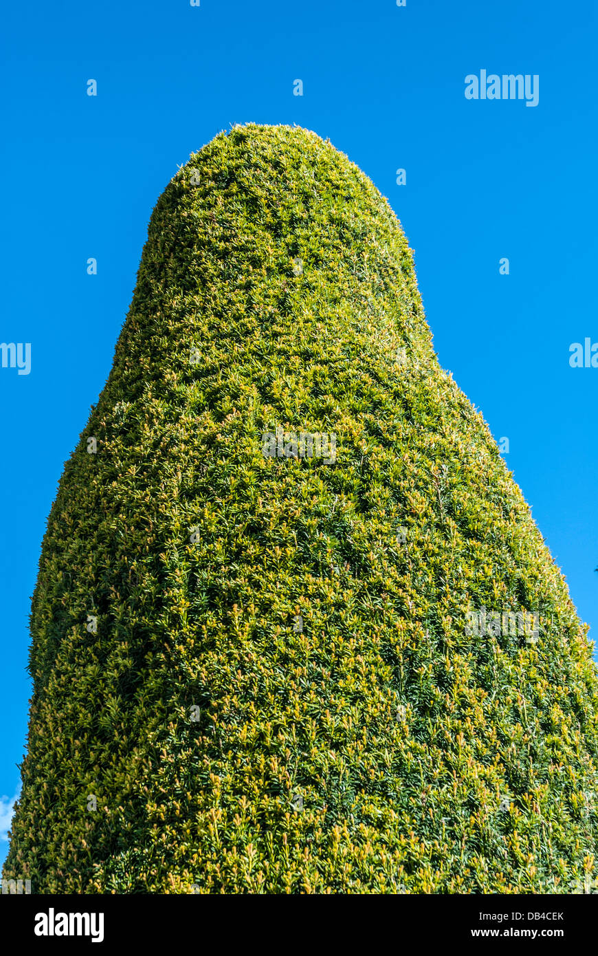 Geformte Eibe Baum Hecke vor blauem Himmel. Stockfoto