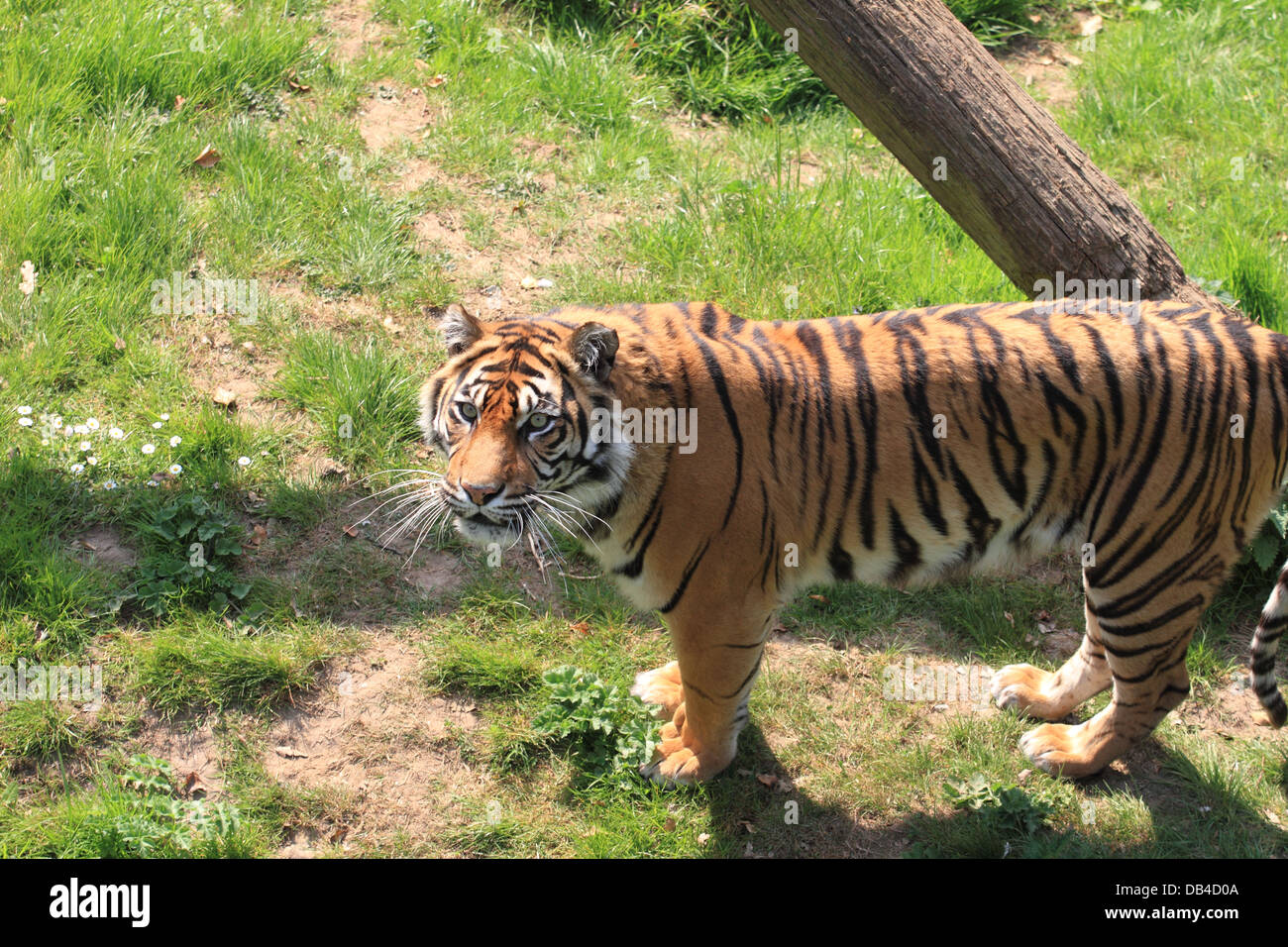 Tiger in Thrigby Wildlife Garden, Wildtiere, filby, Norfolk, Großbritannien Stockfoto