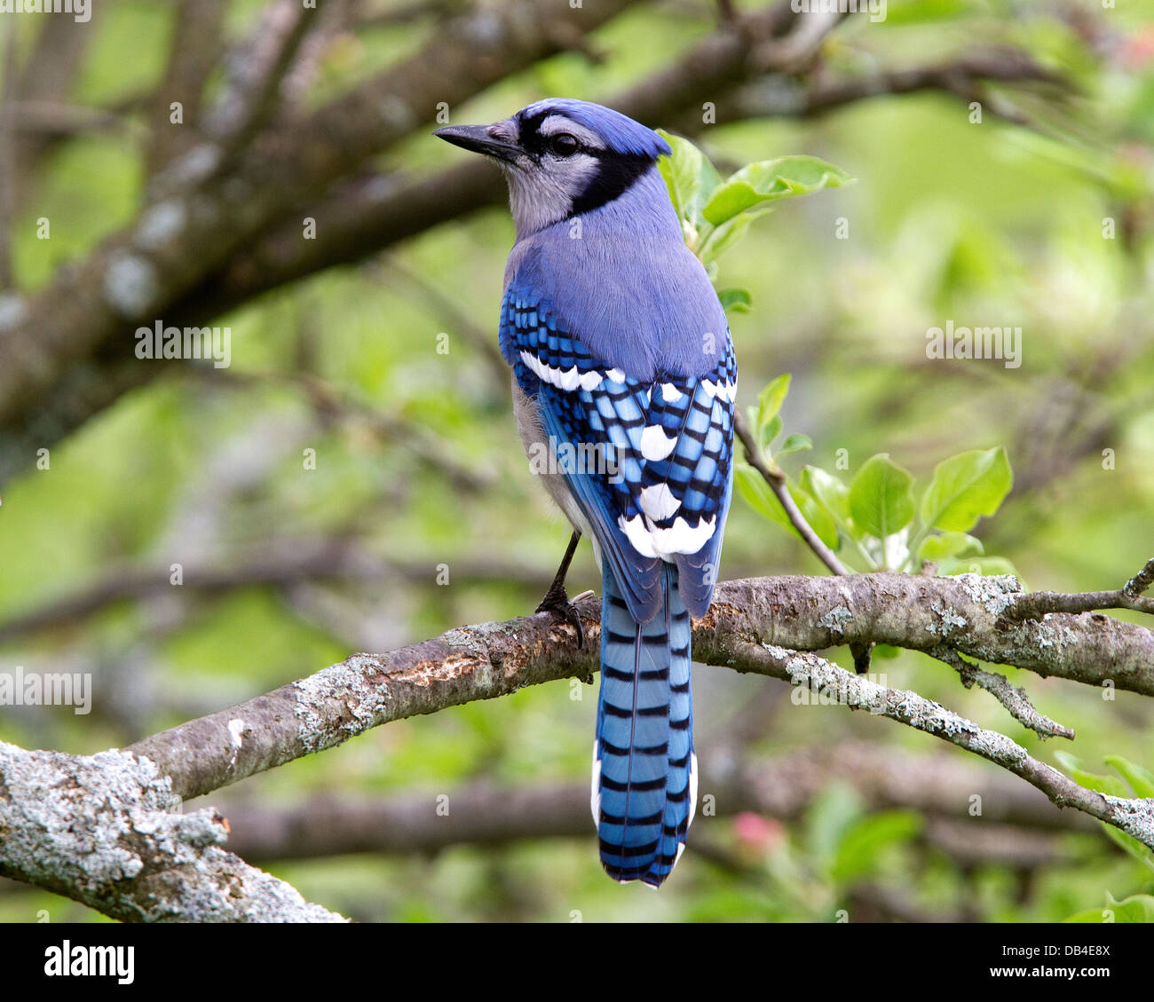 Blue Jay Bird, dorsalansicht, Cyanocitta cristata, in einem Apfelbaum gehockt. Stockfoto