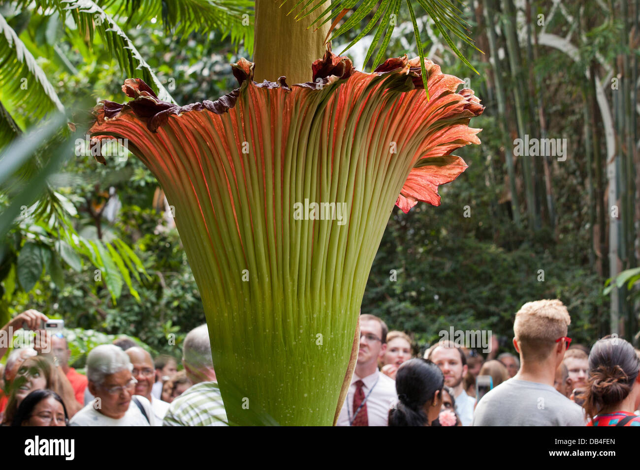 Besucher dieser Seite der seltenen Leiche Blume (Titan Arum) am uns Botanic Garden in Washington, DC Stockfoto