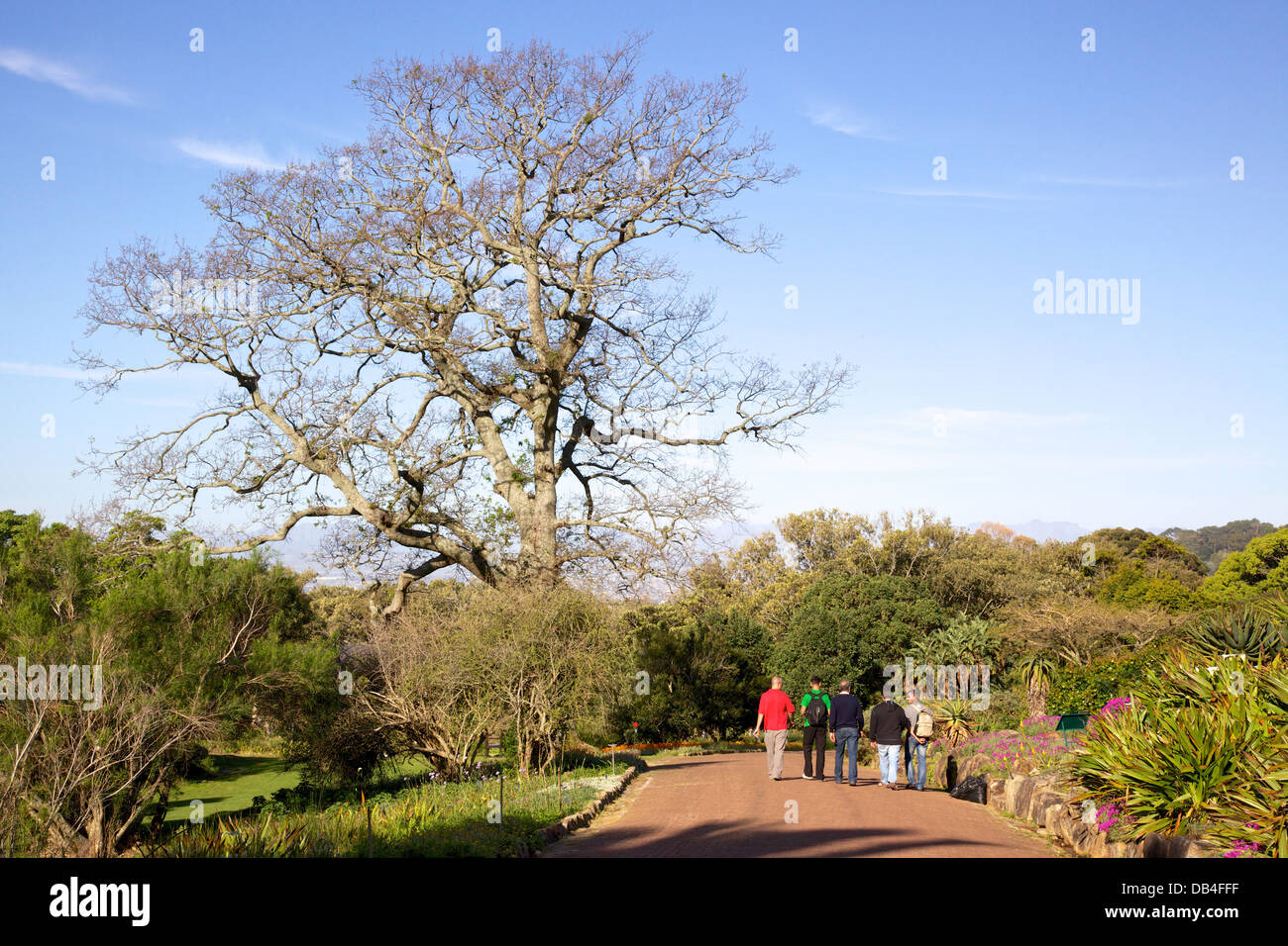 Besucher entspannend im Kirstenbosch National Botanical Garden. Kirstenbosch feierte sein hundertjähriges Bestehen im Juli 2013. Stockfoto