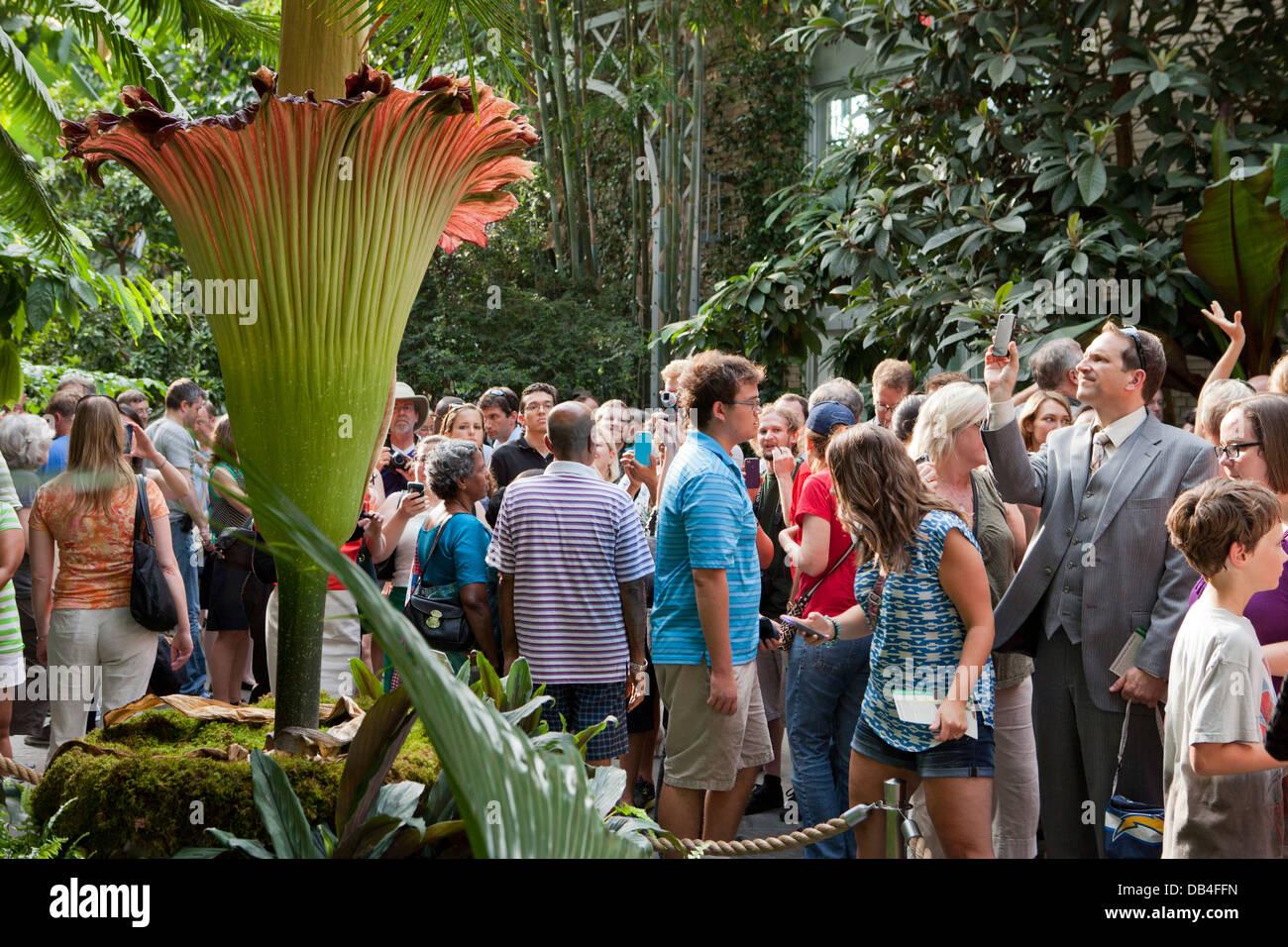 Besucher dieser Seite der seltenen Leiche Blume (Titan Arum) am uns Botanic Garden in Washington, DC Stockfoto
