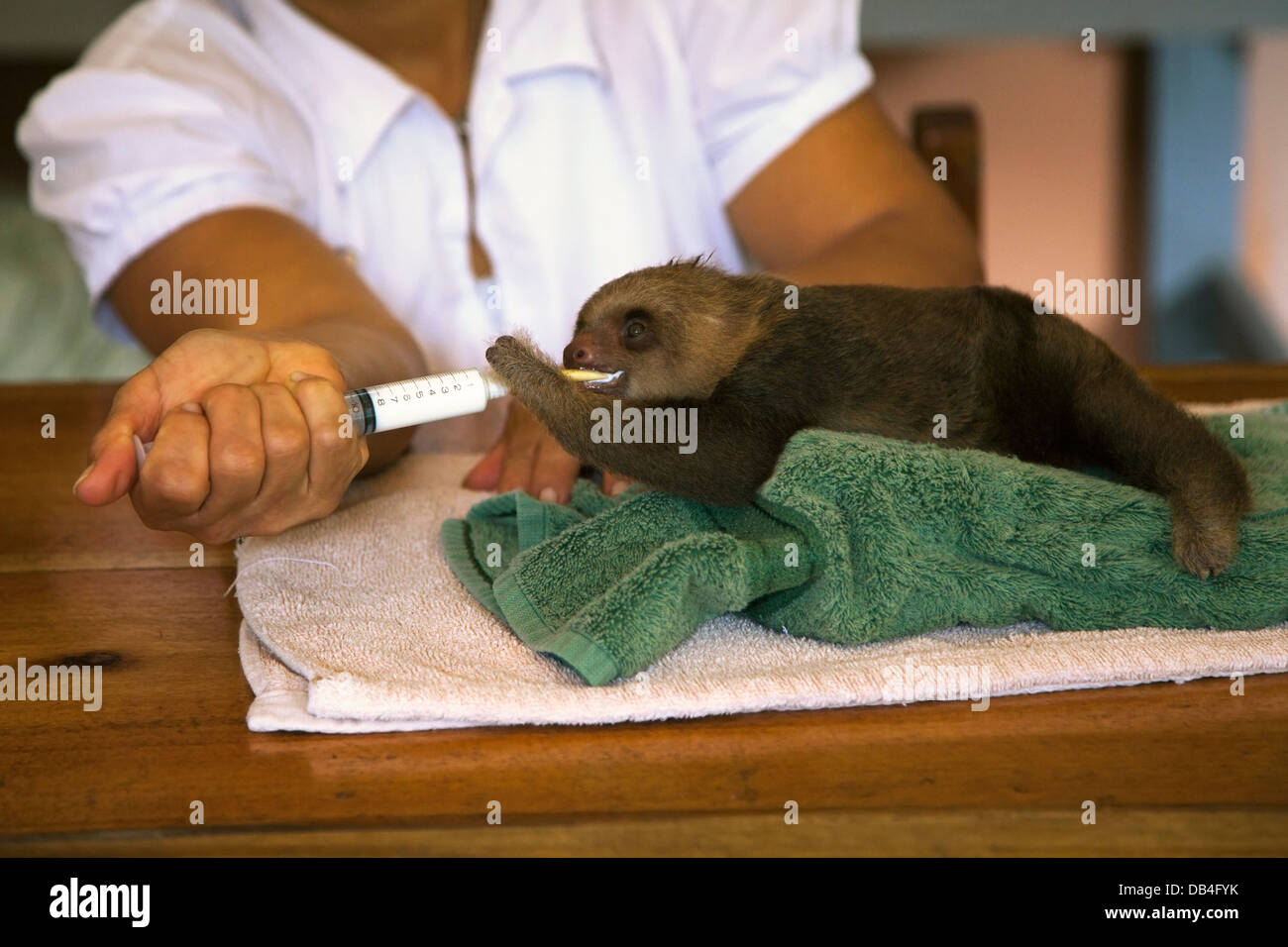Hausmeister füttert das Zweizehenfaultier (Choloepus hoffmanni) des Waisenbabys Hoffmann auf einem Handtuch in der Faultierstube Stockfoto