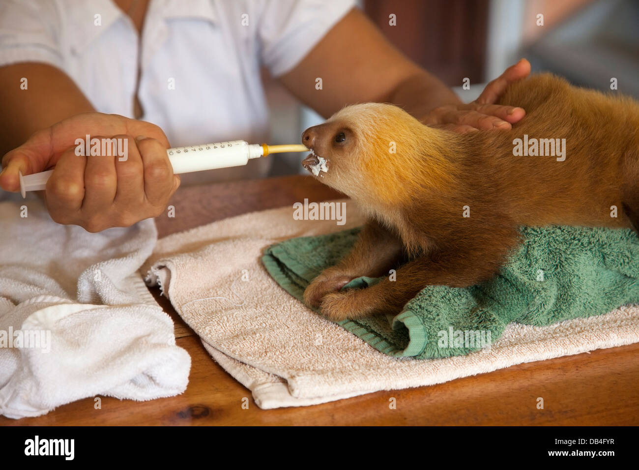 Hausmeister, der sich im Sloth Sanctuary von Costa Rica mit einer Spritze um ein Baby-Waisenfaultier kümmert (Hoffmanns Zweizehen-Sloth, Choloepus hoffmanni) Stockfoto
