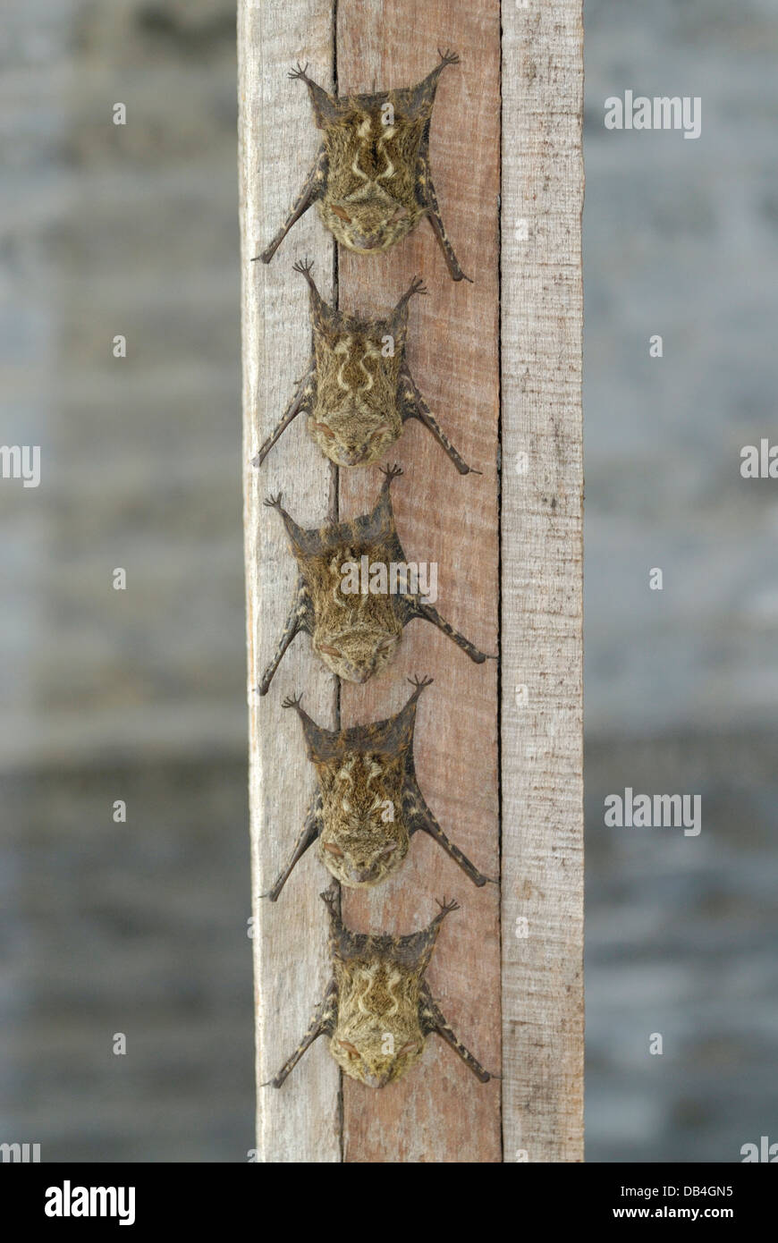 Rüssel Fledermäuse (Rhynchonycteris Naso) Schlafplatz in Costa Rica. Stockfoto