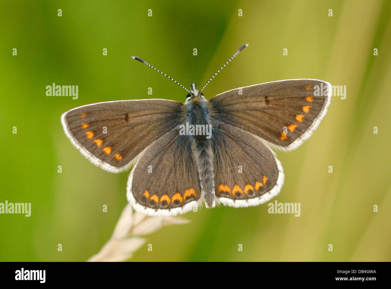 Brown Argus (Aricia Agestis) auf Martin, National Nature Reserve Stockfoto