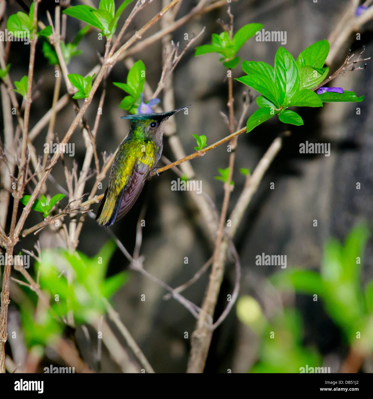 Antillean Crested Kolibri in St. Lucia, Karibik Stockfoto