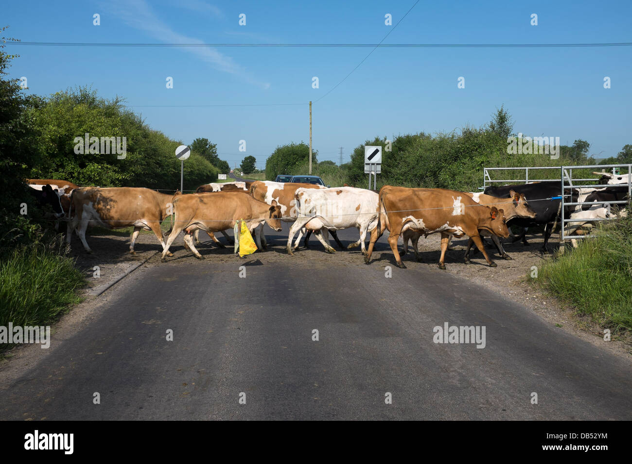 Rinder, die ländliche Straße überqueren Stockfoto