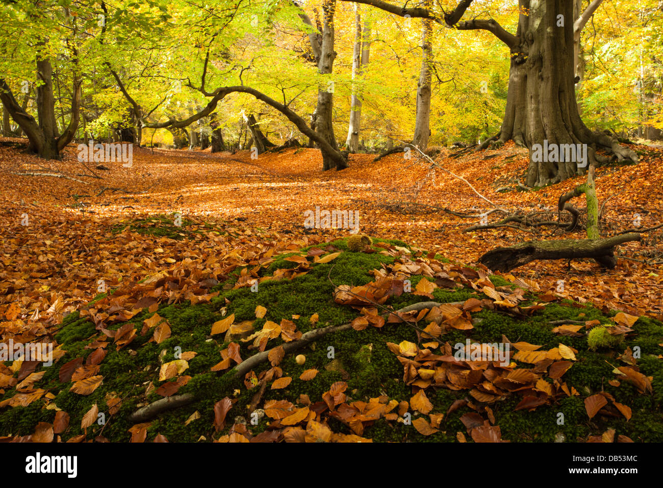 Allee der alten Buche Bäume innerhalb Thunderdell Holz in vollen Herbstfarben, Ashridge Estate, Hertfordshire, England Stockfoto