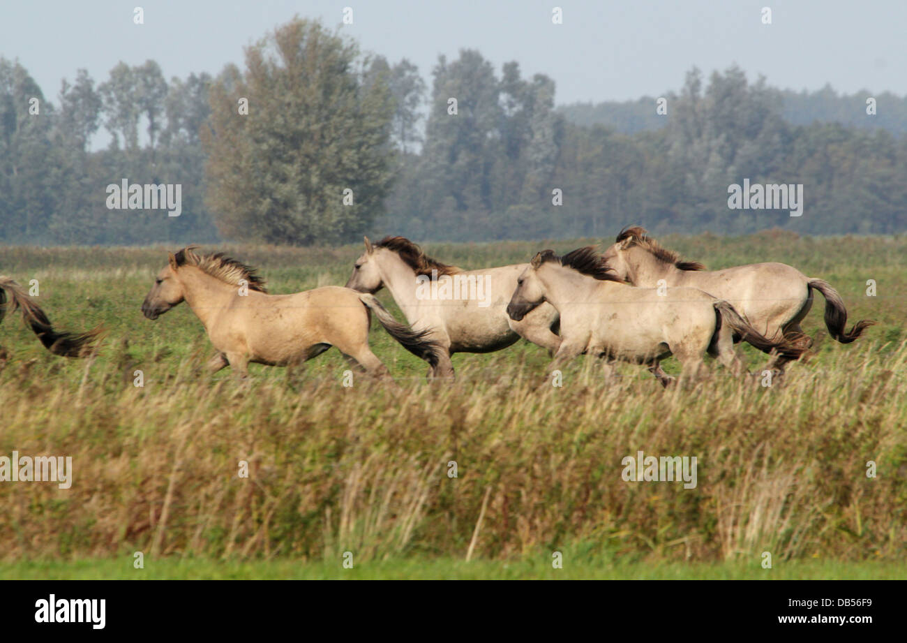 Große Herde von polnischen primitiven Pferde aka Konik Pferde kämpfen, laufen, Paarung und posiert hautnah Stockfoto