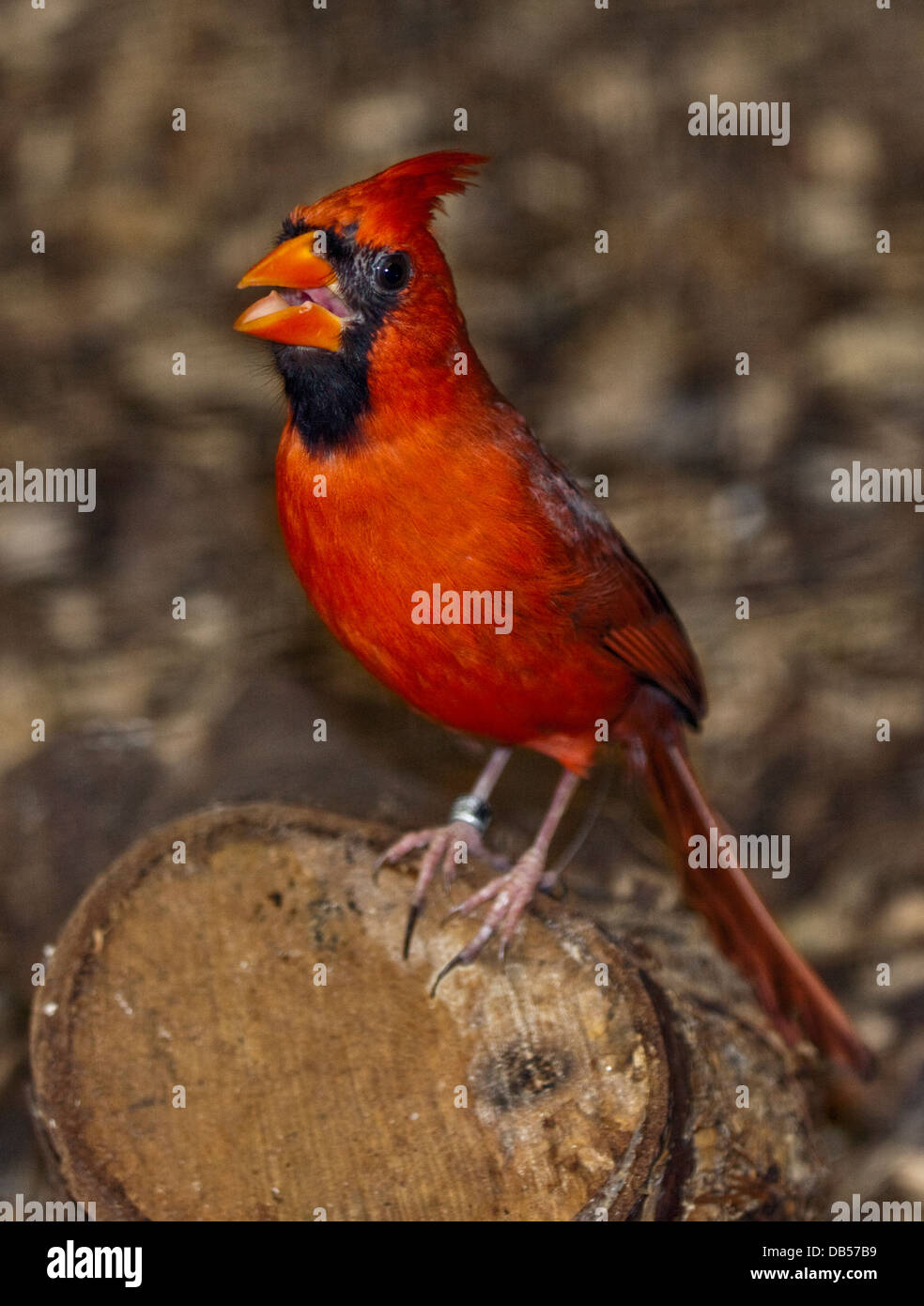 Nördlichen Kardinal männlich (Cardinalis Cardinalis) Stockfoto