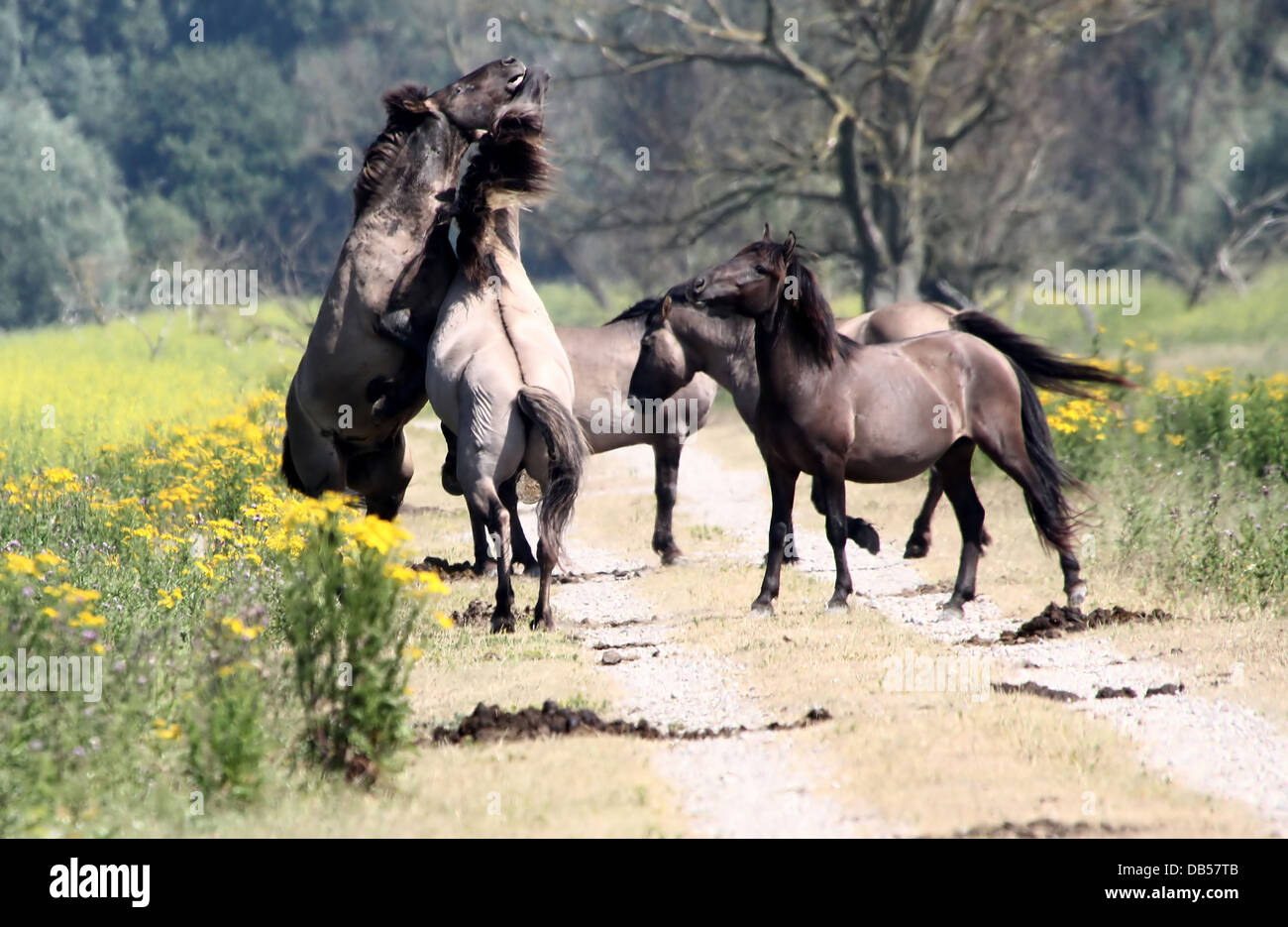 Große Herde von polnischen primitiven Pferde aka Konik Pferde kämpfen, laufen, Paarung und posiert hautnah Stockfoto