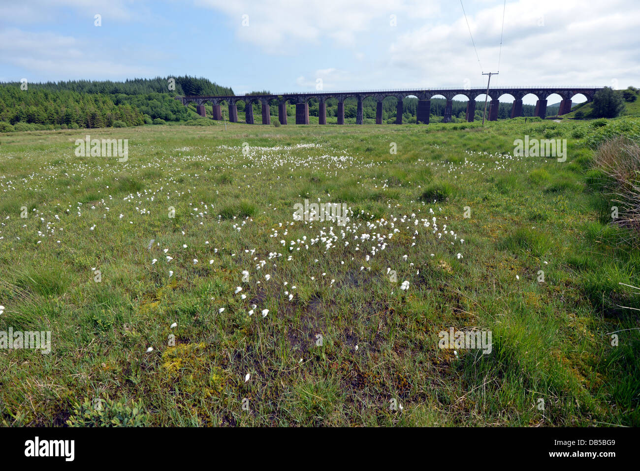 Baumwolle-Wollgras Angustifolium große Wasser der Flotte Viadukt Dumfries und Galloway Cairnsmore of Fleet Naturschutzgebiet Moor Stockfoto