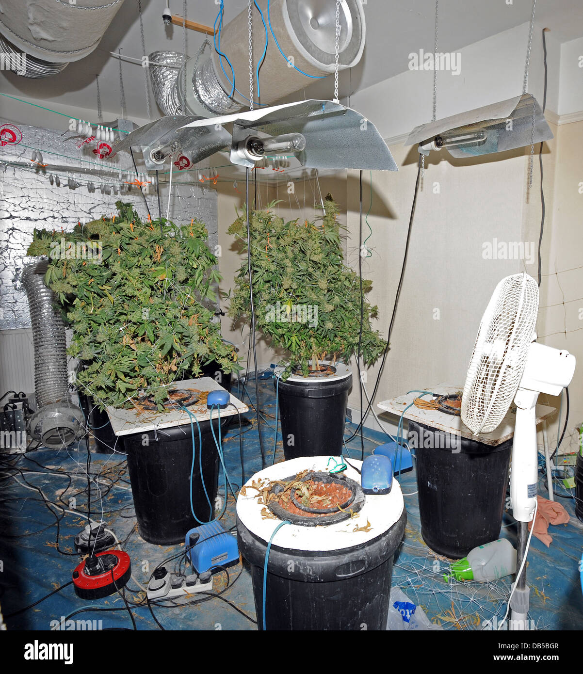 Cannabis-Fabrik in einer Wohnstraße nach einer Razzia durch die Polizei gefunden Stockfoto