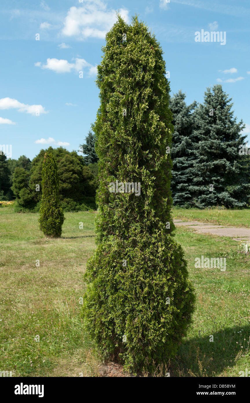 Zwei weiße Zeder (Thuja Occidentalis) Stockfoto