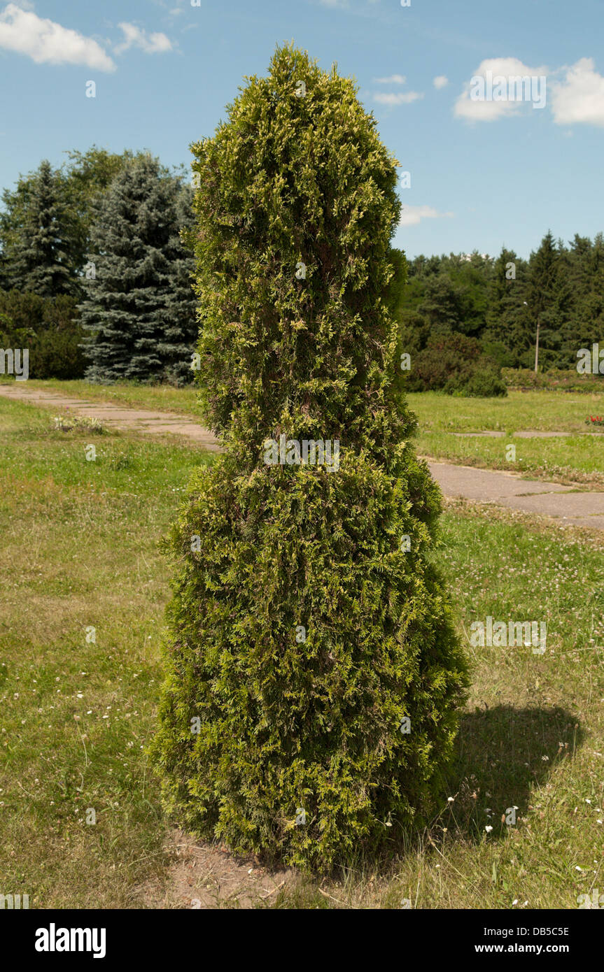 Weiße Zeder (Thuja Occidentalis) Stockfoto