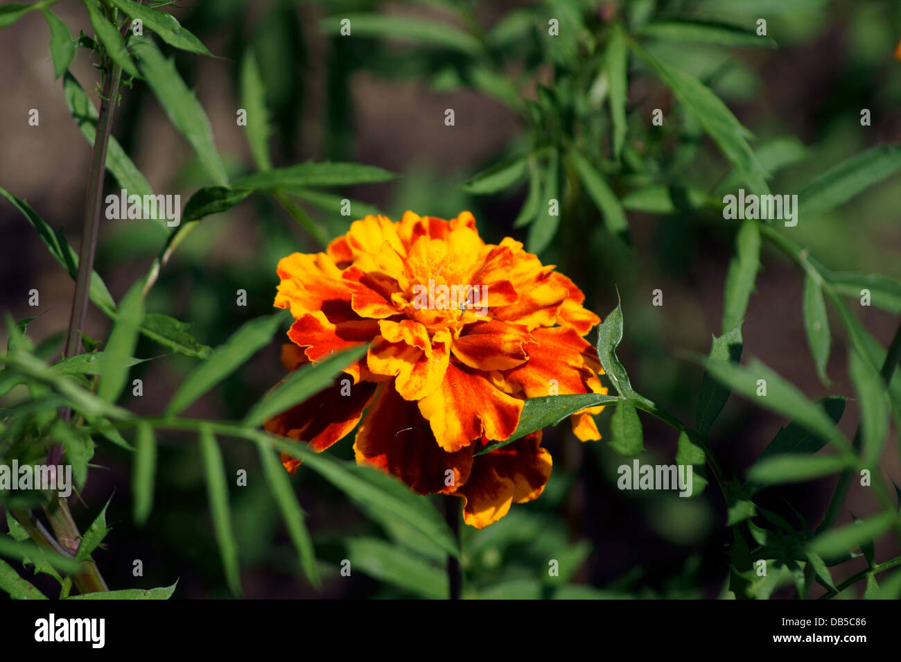 RINGELBLUME Stockfoto