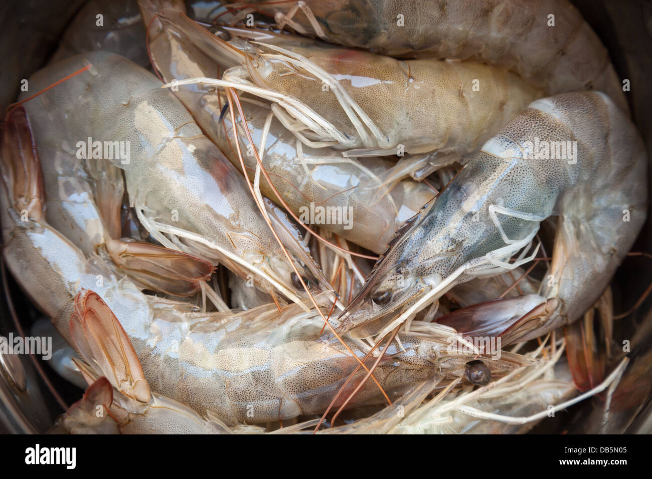 Zeile Shrimps Hintergrund. Makro-Studio-Foto Stockfoto