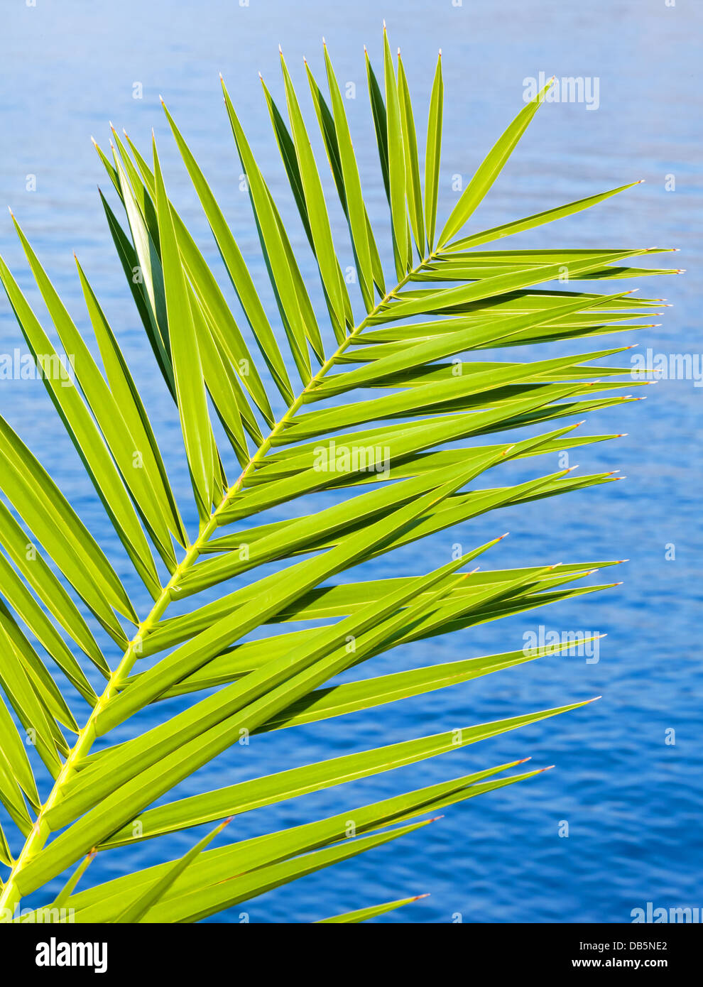 Frische grüne Palmwedel über blaue Meerwasser Stockfoto