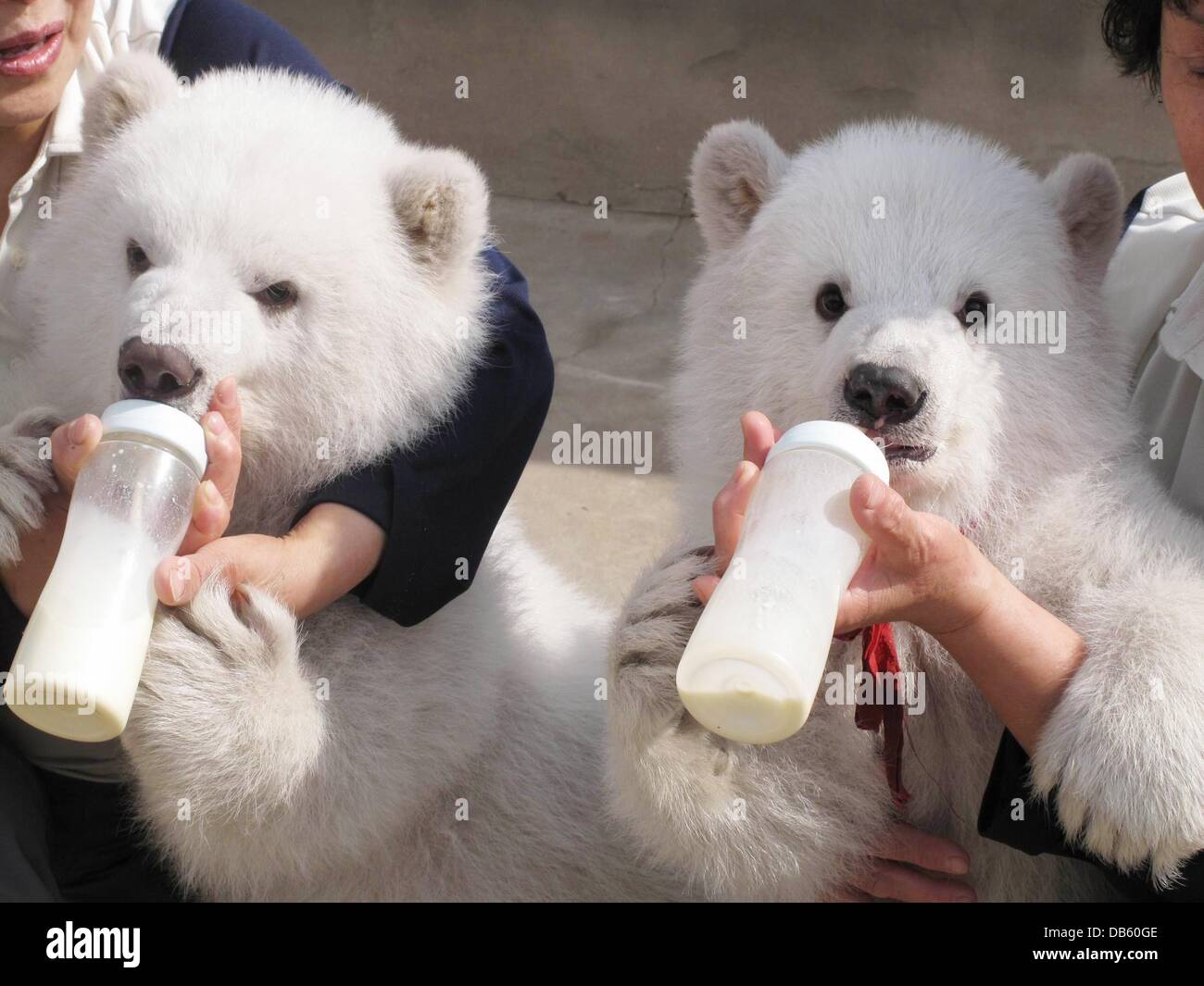 Polar Bear Zwillinge Polar Bär Zwillinge treffen die Öffentlichkeit zum ersten Mal in Dalian Laohutan Ocean Park in Dalian, Liaoning-Provinz Nordost-China am 25. April 2011. Die Mädchen-junge Zwillinge wurden die finnische Regierung schickte in den Park als Geschenk vor 10 Jahren zwei Eisbären geboren. China - April 2011 Stockfoto