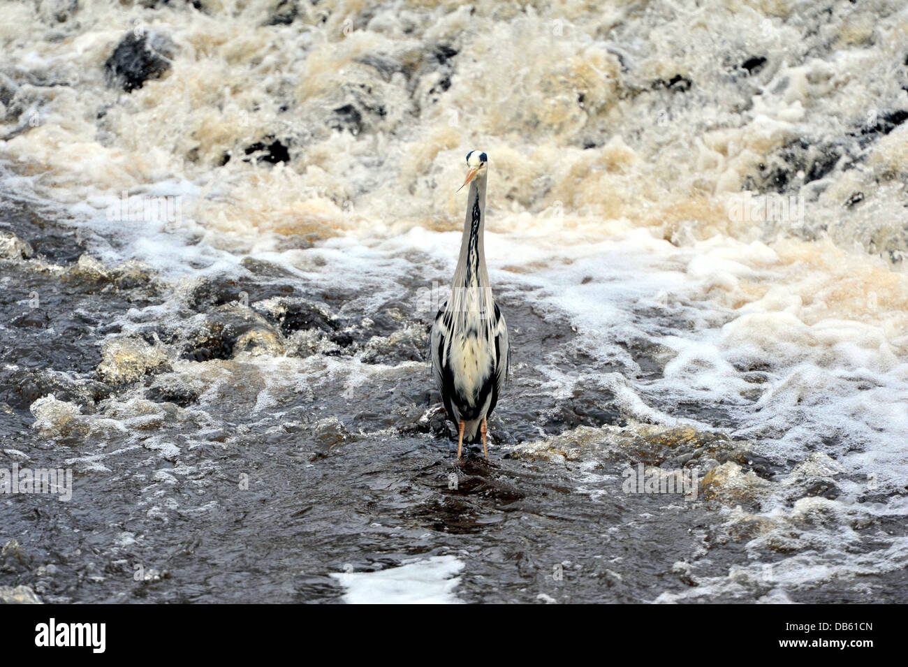 Graureiher am Wasser von Leith, Edinburgh, 600mm Objektiv Ardea cinerea Stockfoto