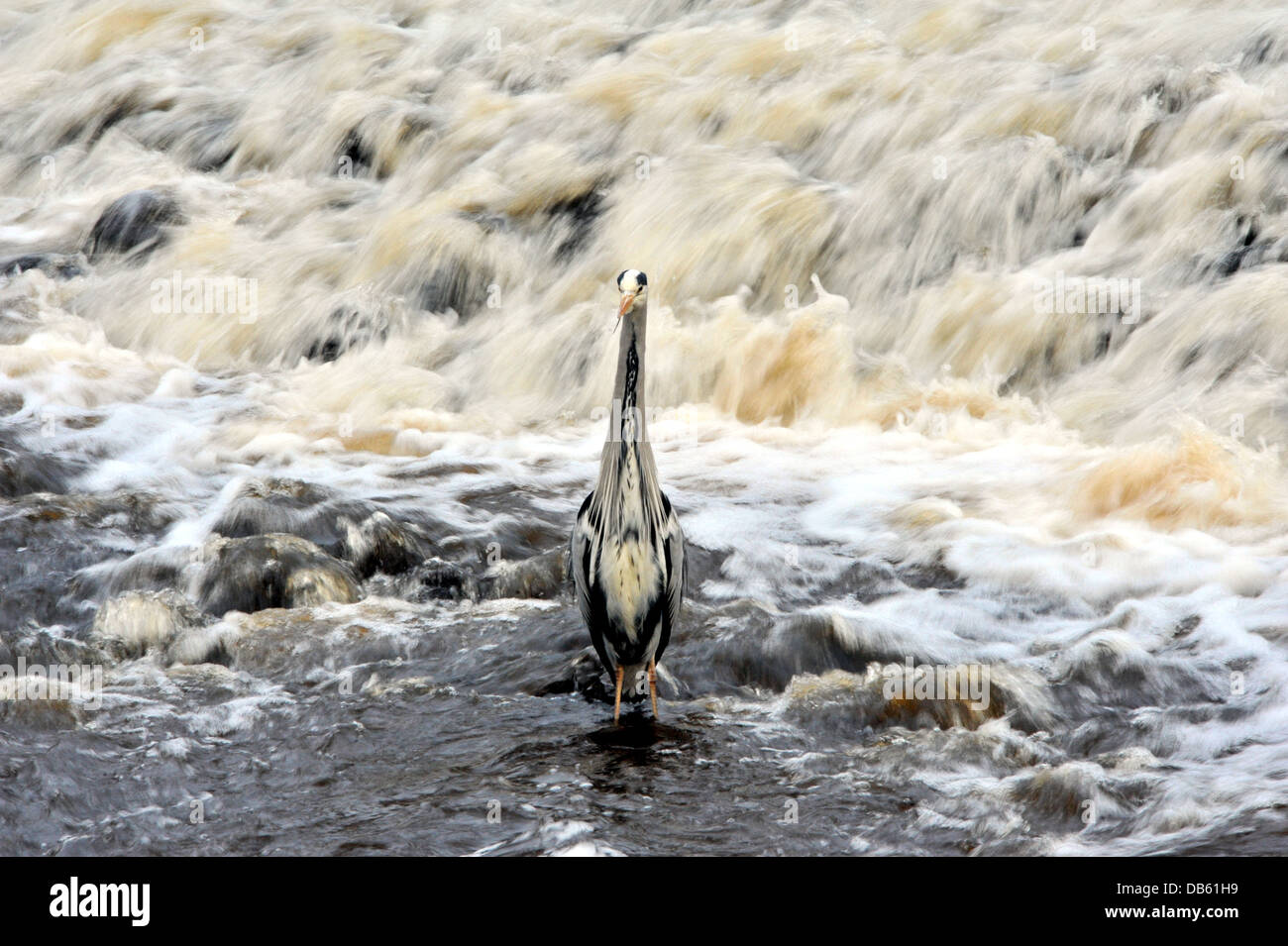 Graureiher am Wasser von Leith, Edinburgh, 600mm Objektiv Ardea Cinerea, langsame Verschlusszeit Unschärfe Wasser geben Stockfoto