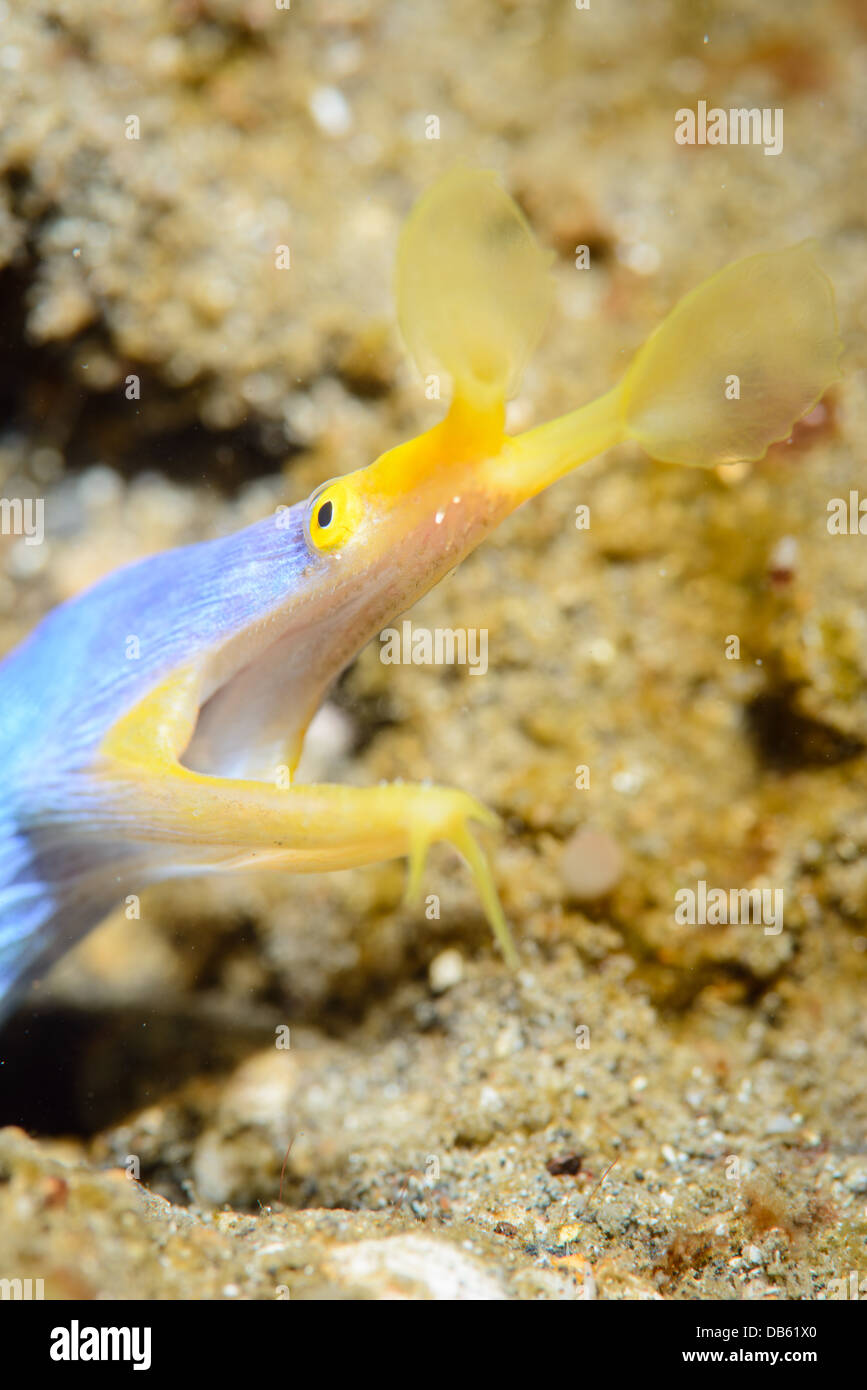 Eine männliche Blue Ribbon Aal aus der Lembeh Strait, Indonesien Rhinomuraena quaesita Stockfoto