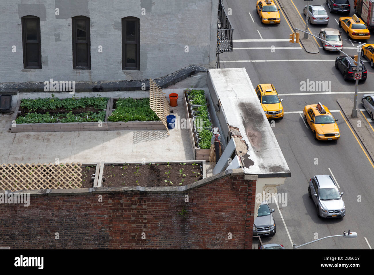 Gemüsegarten auf einem Dach in New York City Stockfoto