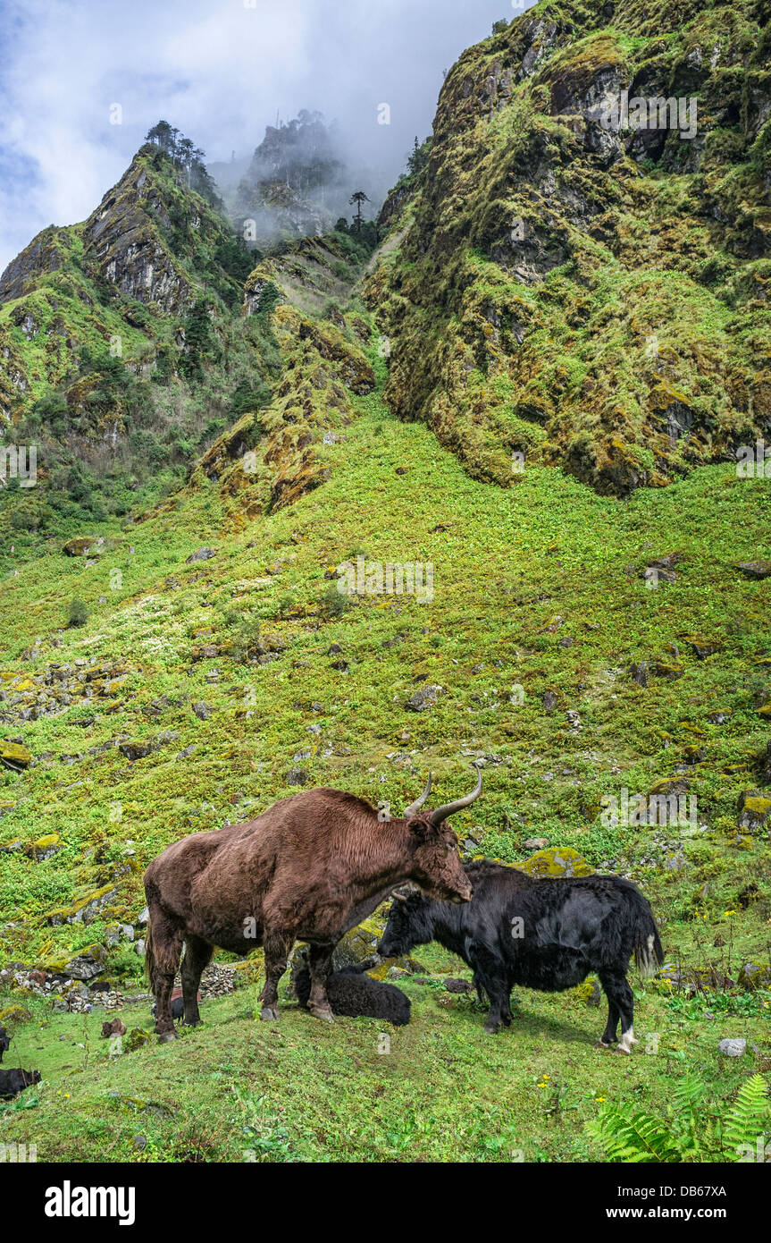 Yak, getrieben von den Brokpa Nomaden, grasen auf den hohen Berghängen in der Nähe von Tawang, westlichen Arunachal Pradesh, Indien. Stockfoto