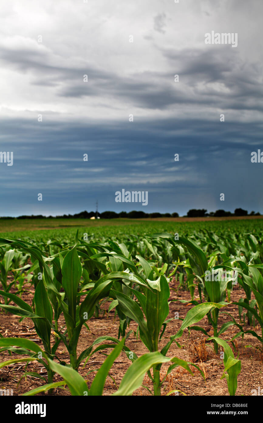 Regen fällt weitläufig mit trockenen Bereich der Mais im Vordergrund. Stockfoto