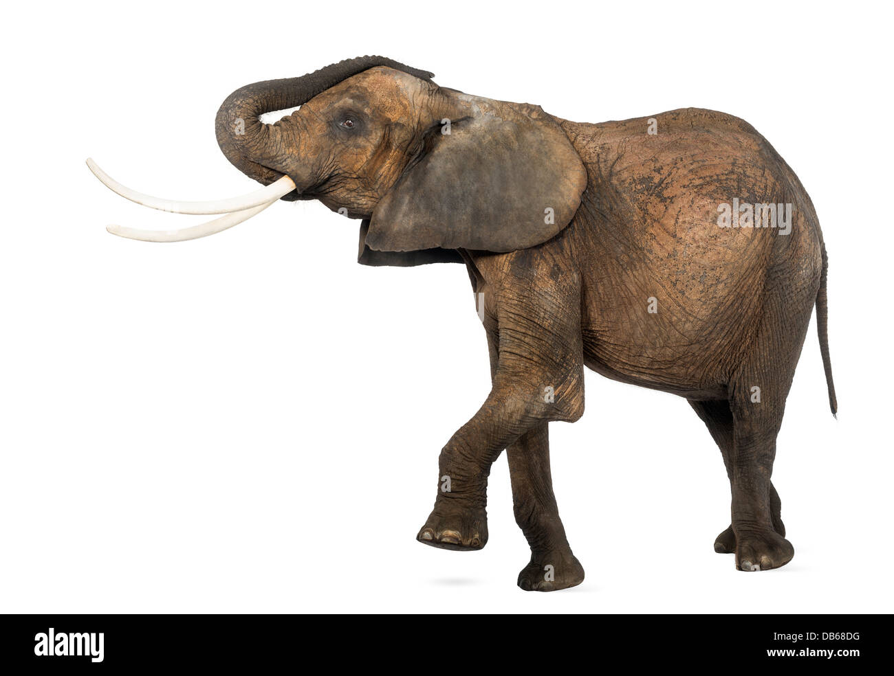 Seitenansicht eines afrikanischen Elefanten, Loxodonta Africana, heben ihren Rumpf und Bein vor weißem Hintergrund Stockfoto