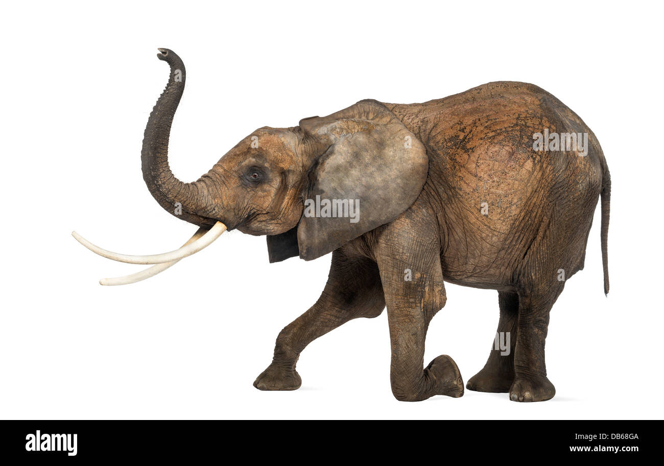 Seitenansicht eines afrikanischen Elefanten, Loxodonta Africana, kniend und Durchführung vor weißem Hintergrund Stockfoto