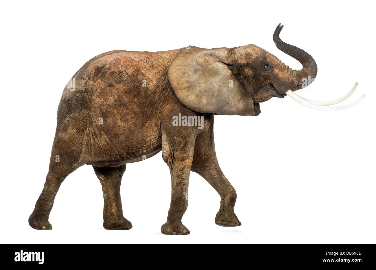 Seitenansicht eines afrikanischen Elefanten, Loxodonta Africana, heben ihren Stamm vor weißem Hintergrund Stockfoto