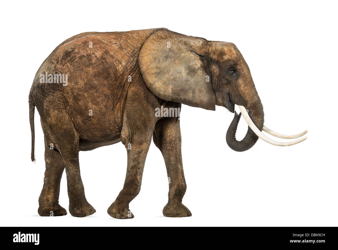 Seitenansicht eines afrikanischen Elefanten, Loxodonta Africana, Wandern auf weißen Hintergrund Stockfoto