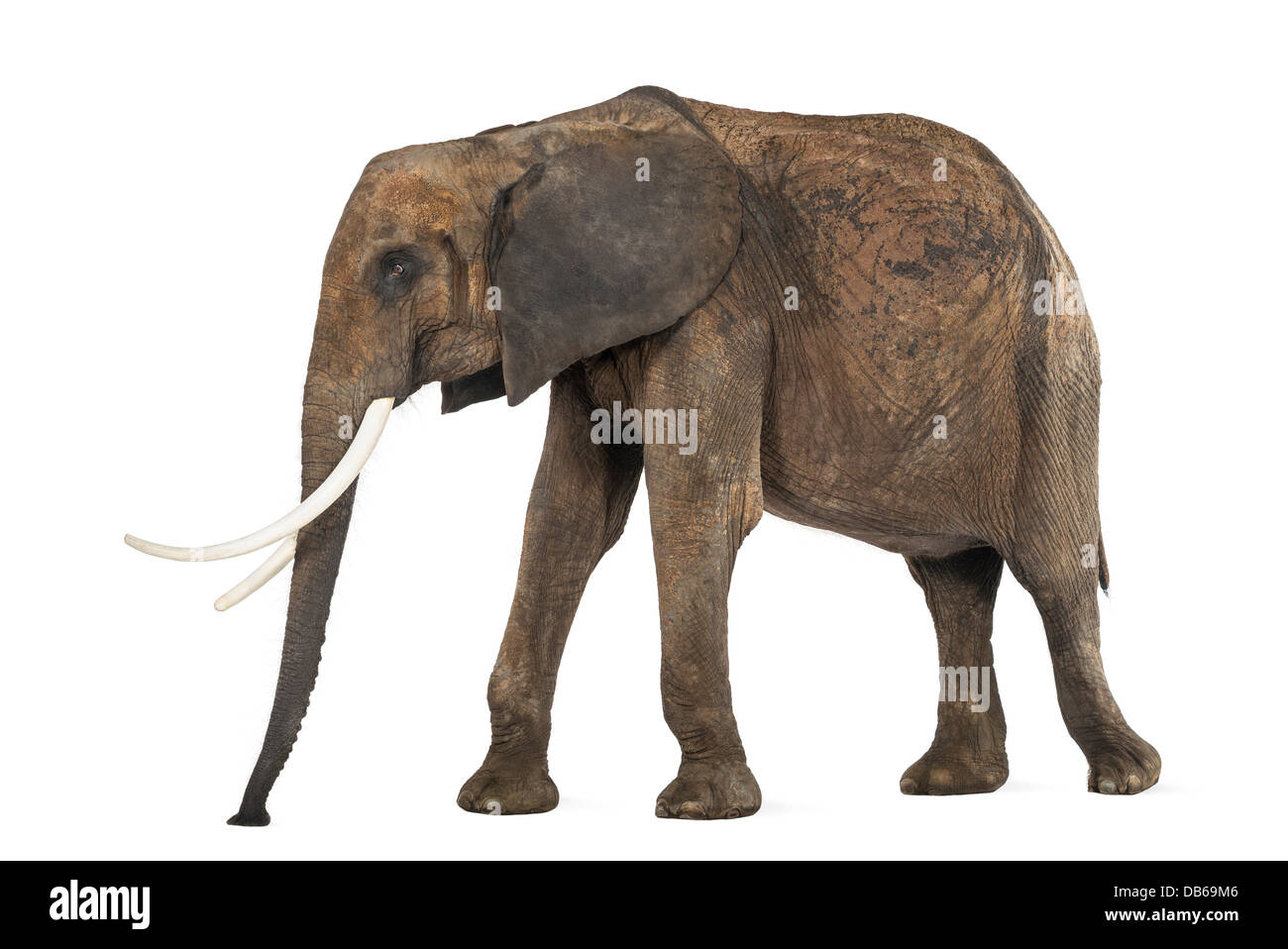 Seitenansicht eines afrikanischen Elefanten, Loxodonta Africana, stehend vor weißem Hintergrund Stockfoto