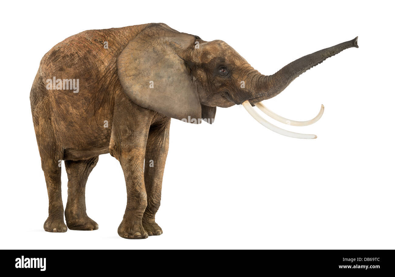 Seitenansicht eines afrikanischen Elefanten, Loxodonta Africana, heben ihren Stamm vor weißem Hintergrund Stockfoto