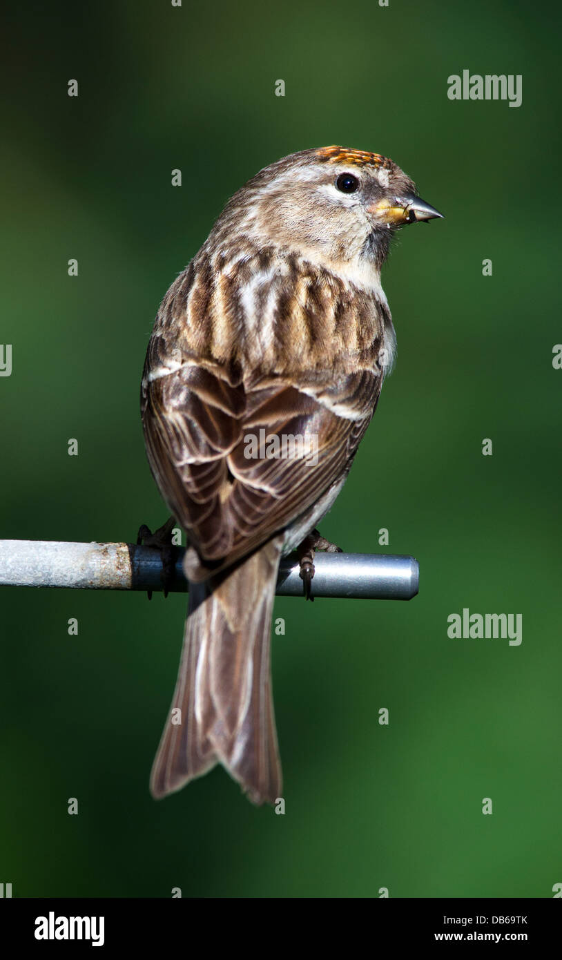 Porträt von einem weiblichen Redpoll thront auf einem Garten Vogelhäuschen Stockfoto