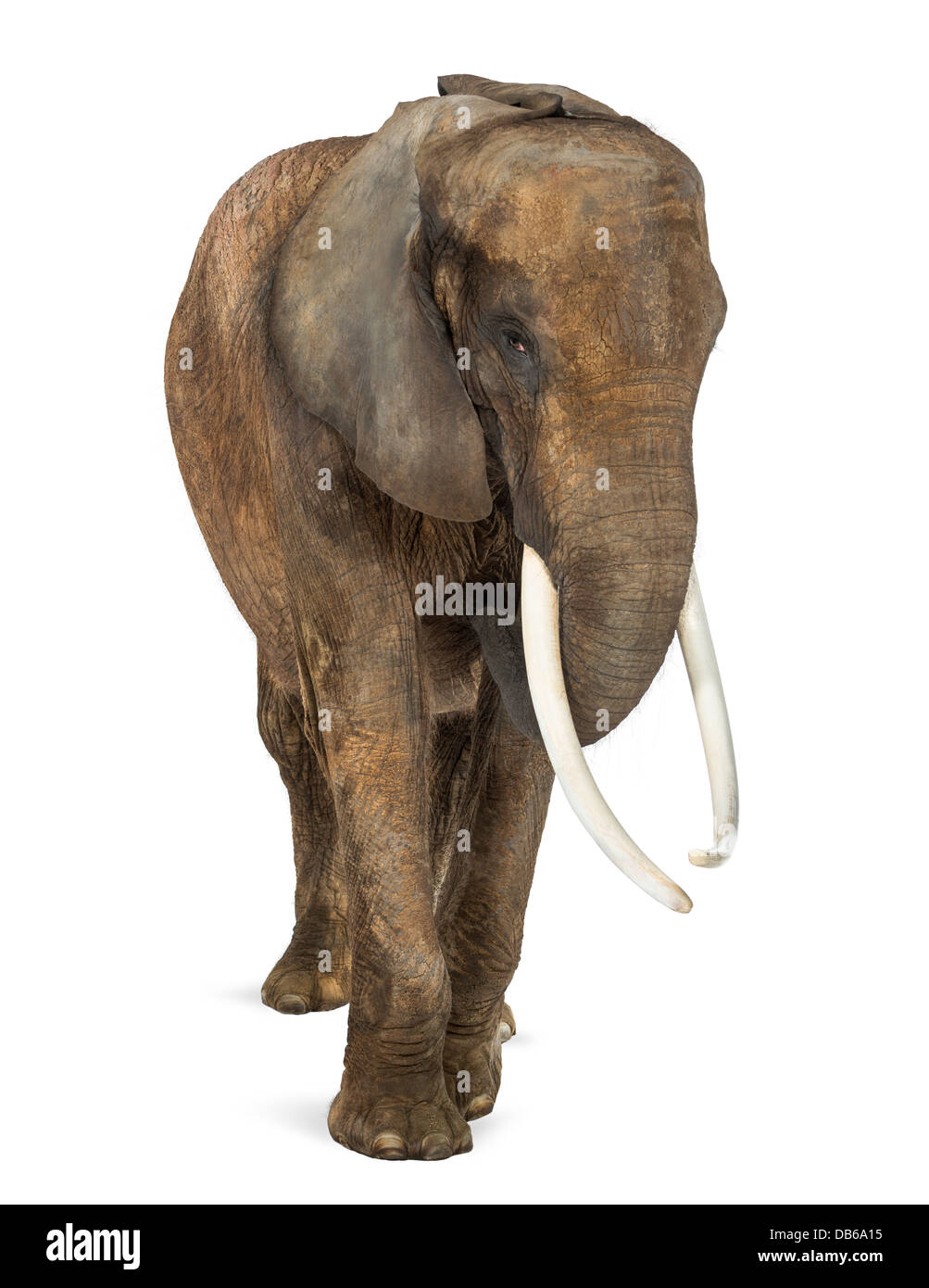 Vorderansicht des afrikanischen Elefanten, Loxodonta Africana, vor weißem Hintergrund Stockfoto