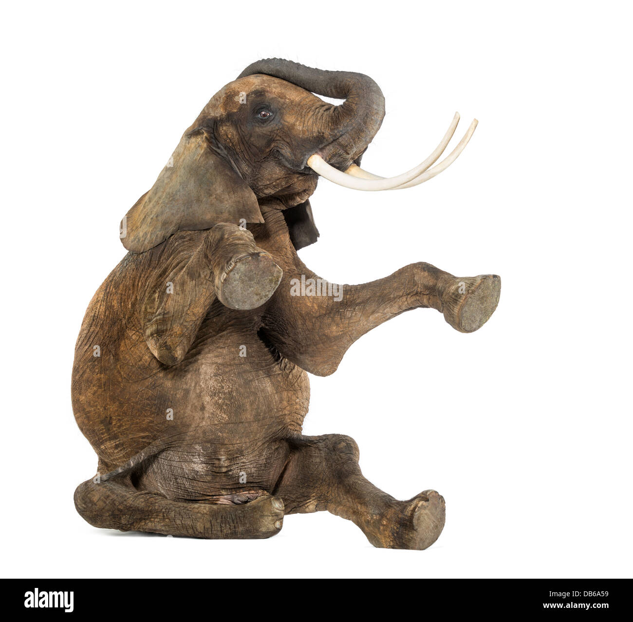 Afrikanischer Elefant, Loxodonta Africana, sitzen auf Boden mit Stamm angehoben auf weißen Hintergrund Stockfoto