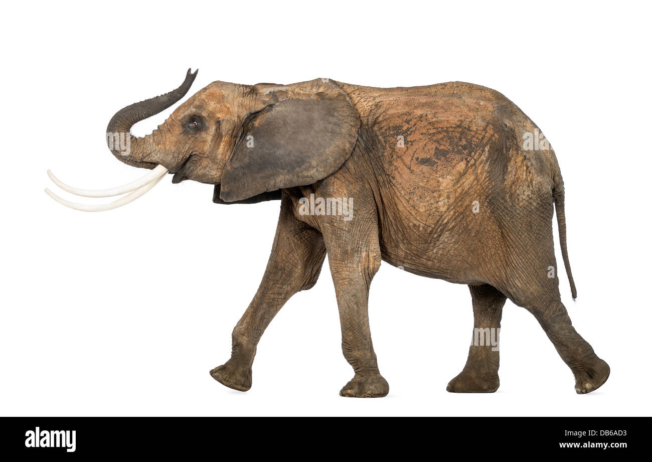Seitenansicht eines afrikanischen Elefanten, Loxodonta Africana, Wandern auf weißen Hintergrund Stockfoto