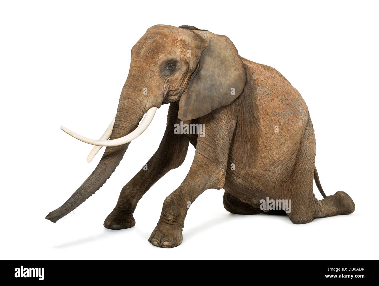 Afrikanischer Elefant, Loxodonta Africana, kniend vor weißem Hintergrund Stockfoto