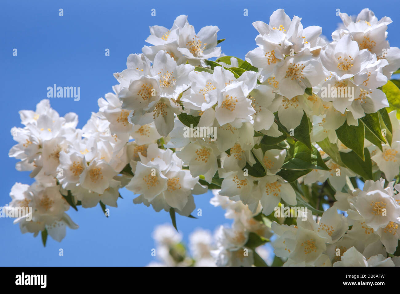 Süße Mock-Orange, Englisch Hartriegel (Philadelphus Coronarius) Strauch in Blüte, in Südeuropa heimisch Stockfoto