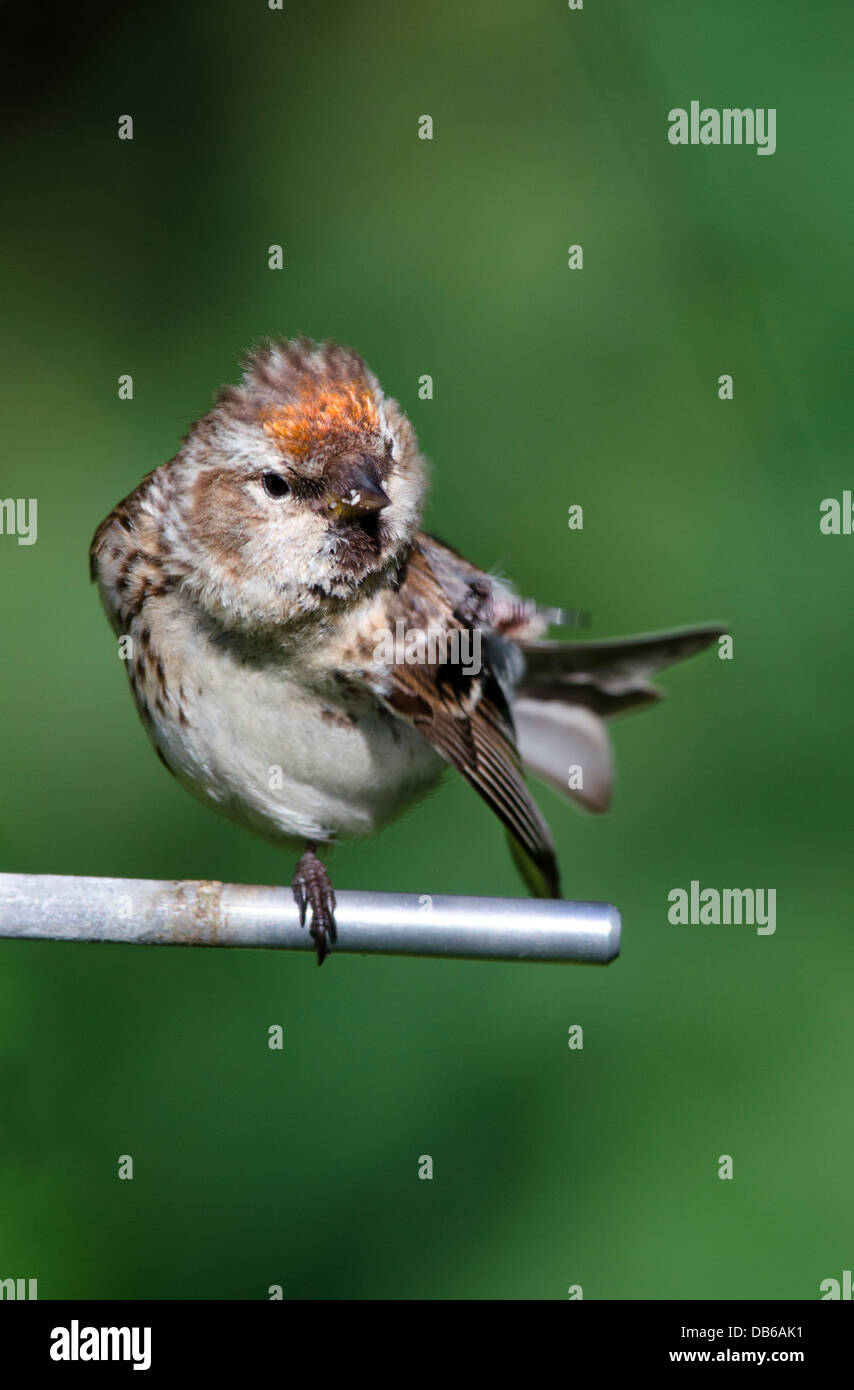 Redpoll Weibchen ernähren sich von Garten Vogelhäuschen Cairngorms National park Highlands Schottland Stockfoto